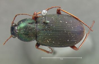 Media type: image;   Entomology 8002 Aspect: habitus dorsal view